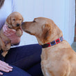 Load image into Gallery viewer, Polo Dog Collar - Red/navy/cream stripe