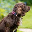 Load image into Gallery viewer, Polo Dog Collar - Berry/navy/pink