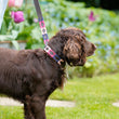 Load image into Gallery viewer, Polo Dog Lead - Berry/navy/pink