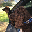 Load image into Gallery viewer, Polo Dog Collar - Royal blue/silver grey/navy stripe
