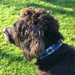 Load image into Gallery viewer, Polo Dog Collar - Royal blue/silver grey/navy stripe