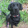 Load image into Gallery viewer, Polo Dog Lead - Pampa cross - Navy/pale blue/red