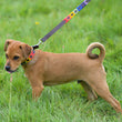 Load image into Gallery viewer, Polo Dog Lead - Rainbow