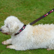 Load image into Gallery viewer, Polo Dog Lead - Pampa cross - Berry/navy/pink