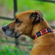 Load image into Gallery viewer, Polo Dog Collar - Red/navy/cream stripe