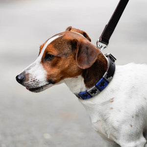 Polo Dog Collar - Royal blue/silver grey/navy stripe