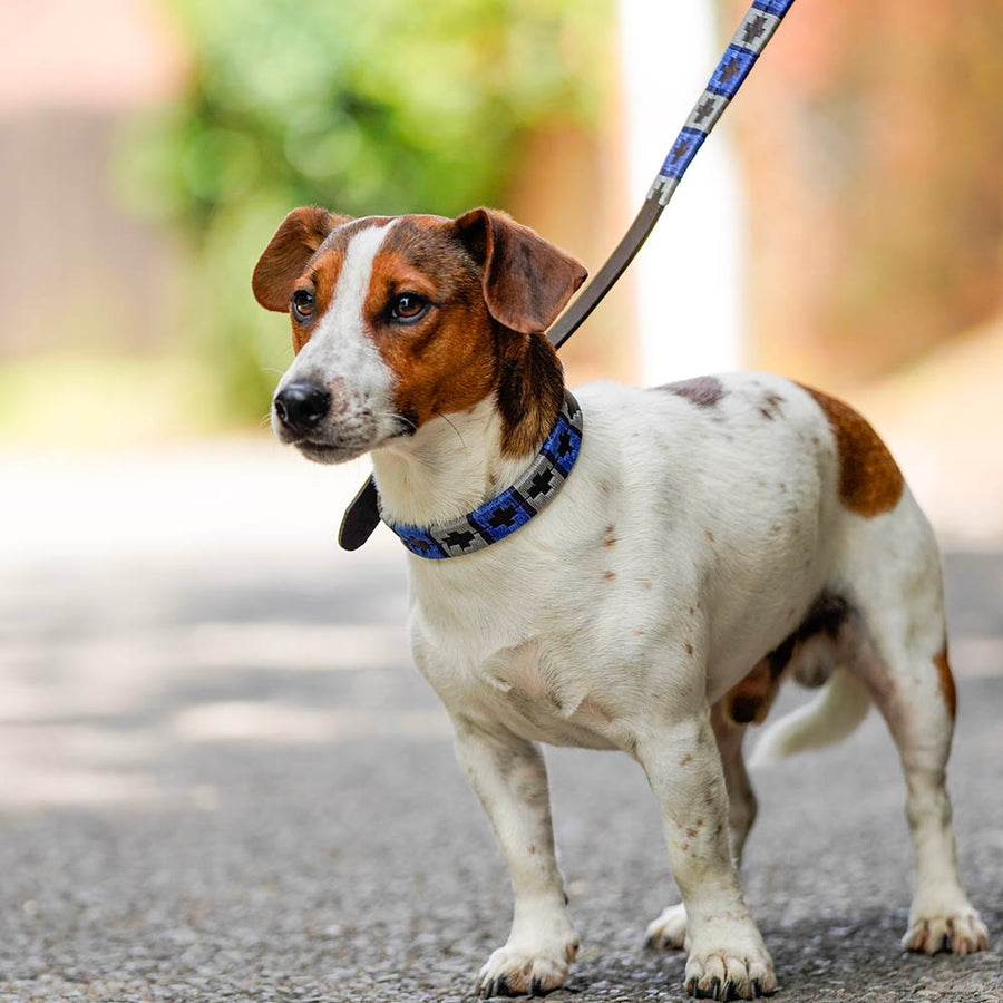 Polo Dog Lead - Royal blue/silver grey/navy stripe