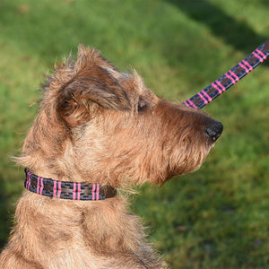 Polo Dog collar double stripe - Navy/berry