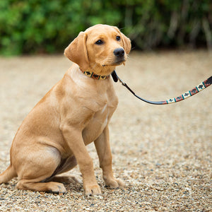 Polo Dog Lead - Copper/beige/green stripe