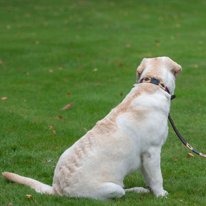 Polo Dog Collar - Red stripe