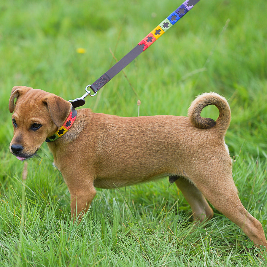 Polo Dog Lead - Rainbow