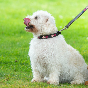 Polo Dog Lead - Pampa cross - Berry/navy/pink