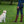 Load image into Gallery viewer, Polo Dog Lead - Red stripe
