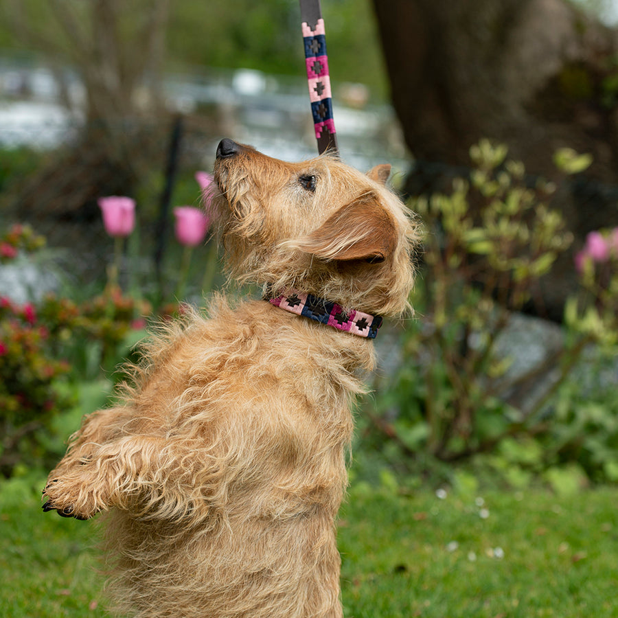 Polo Dog Lead - Berry/navy/pink