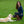Load image into Gallery viewer, Polo Dog Lead - Pink/navy/white stripe
