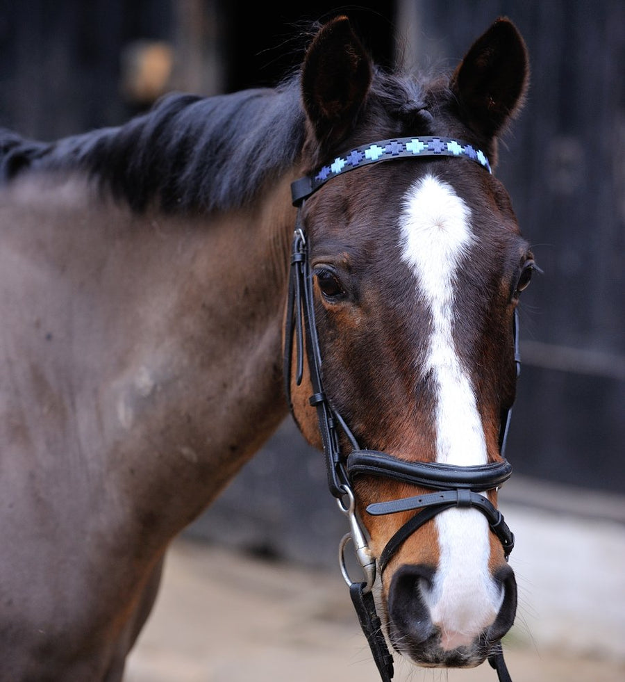 Black Leather  Browband - Pale blue/navy