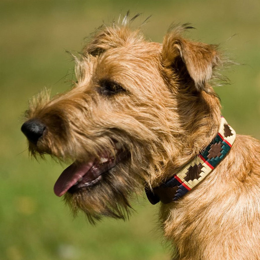 Polo Dog Collar - Red stripe