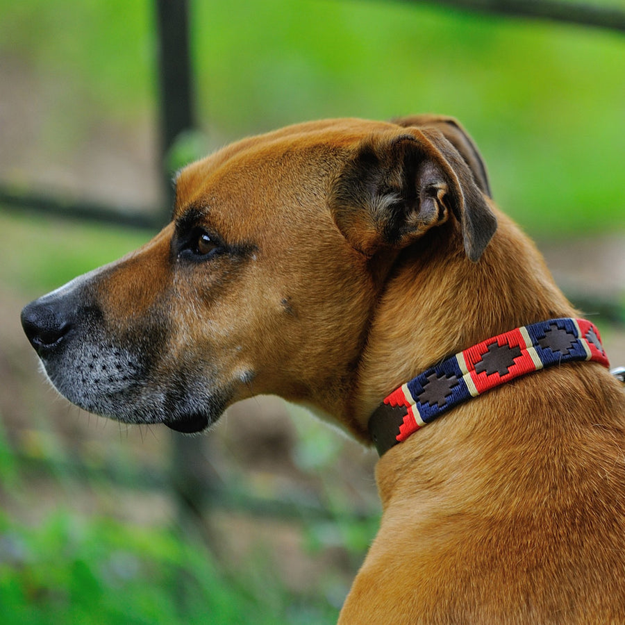 Polo Dog Collar - Red/navy/cream stripe