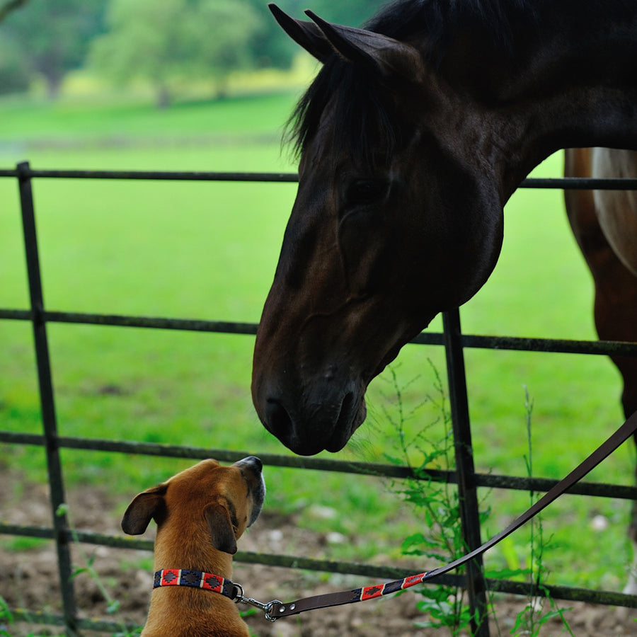 Polo Dog Collar - Red/navy/cream stripe