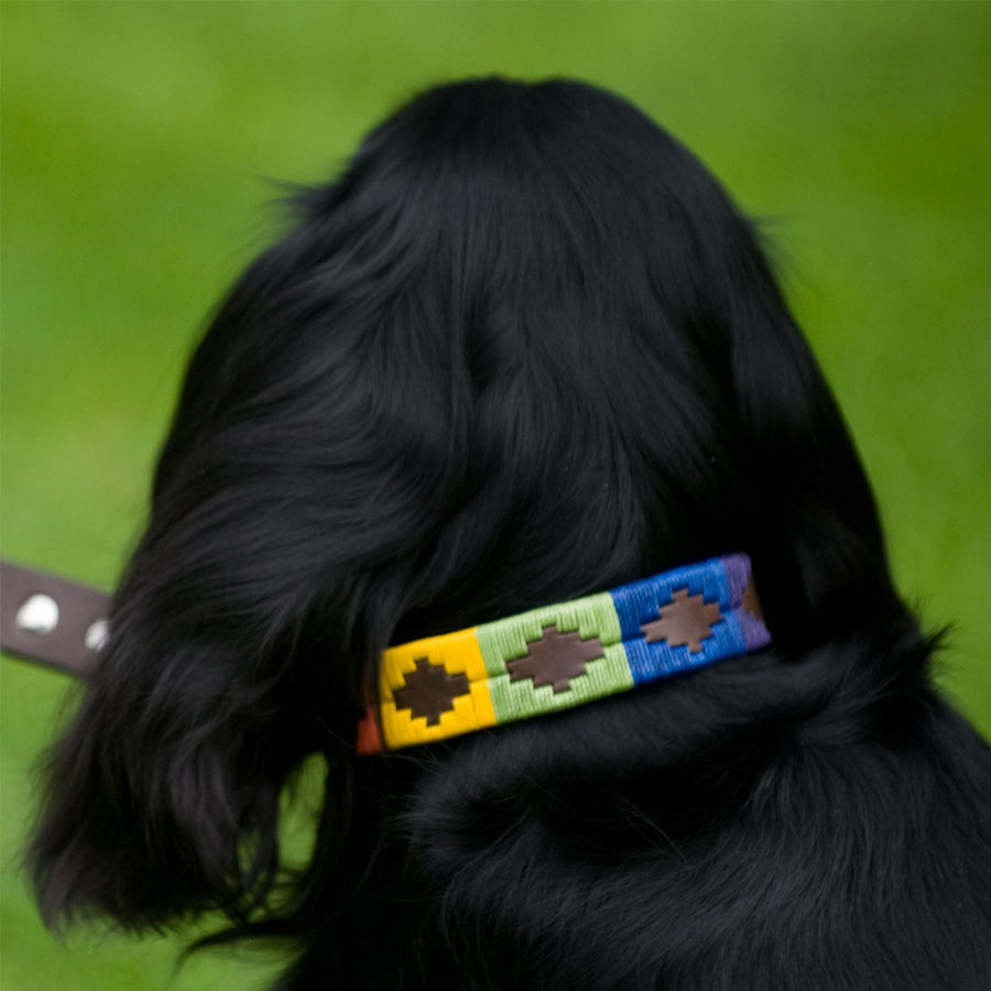 Polo Dog Collar - Rainbow