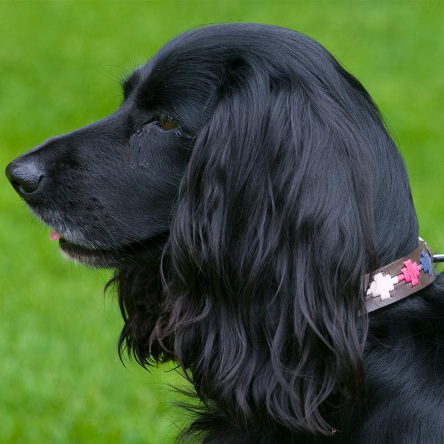 Polo Dog Collar - Pampa cross - Berry/navy/pink