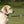 Load image into Gallery viewer, Polo Dog Lead - Berry/navy/pink
