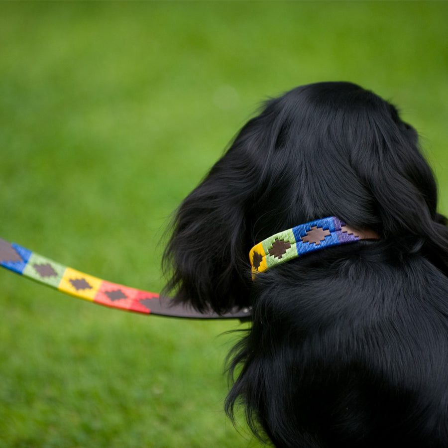 Polo Dog Lead - Rainbow