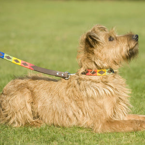 Polo Dog Lead - Rainbow