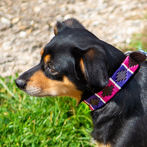 Polo Dog Collar - Purple/berry/white stripe