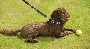 Polo Dog Lead - Green/pale blue/navy/cream stripe